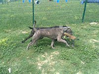 cane corso grigio